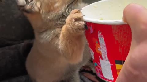 Dogs eat instant noodles. #cutepet #dog