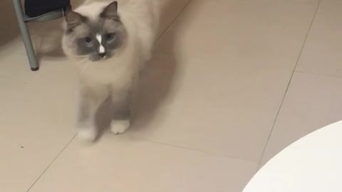 Kitties playing catch with treats!