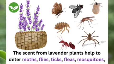 🌿 Lavender Magic: Banish Pests & Sleep Better! #shorts