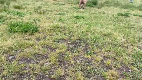 German Shepherd attacks Pitbull
