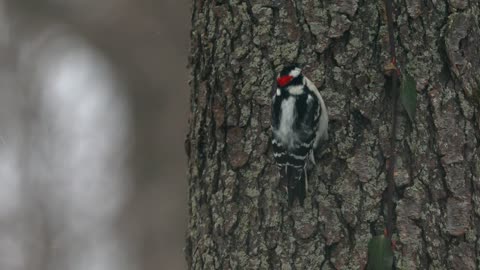 Downy Woodpecker On A Snowy Day