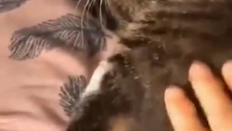 This kitten knows How to imitate its owner