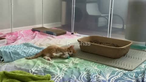 Best Cat Plays Kitten with each other in room