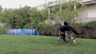 Adorable Female Dogs Cannot Stop Playing In The Yard