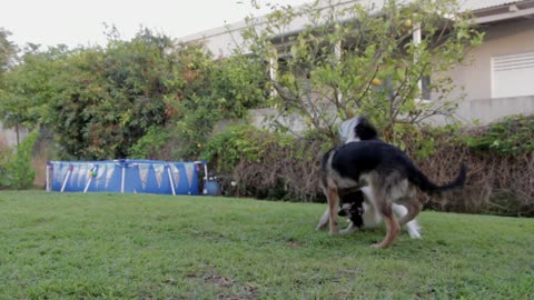 Adorable Female Dogs Cannot Stop Playing In The Yard