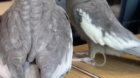 The owner of the cockatiel bird makes sounds and the bird imitates it in an amazing and beautiful