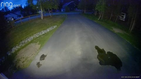 Security Camera Captures Bear Chasing Moose