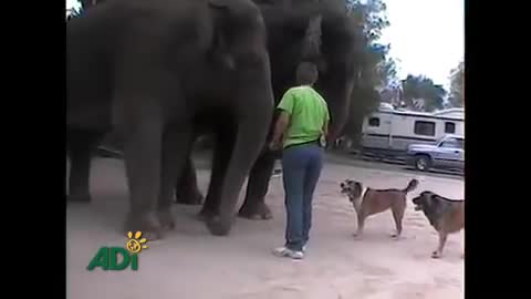 Elephant dies after filming and association campaigns for Hollywood to stop using wild animals
