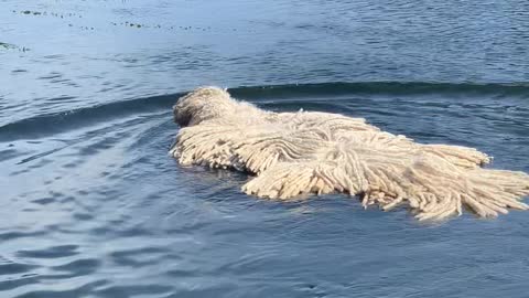 Adorable Dog Keeps Cool in the River