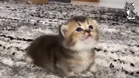 Los vídeos más graciosos de gatitos