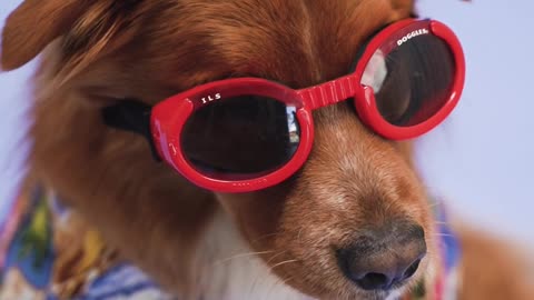 Cool Dog with Red Shades