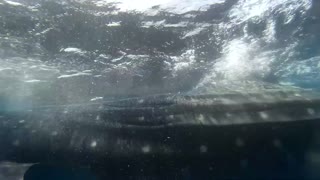 Whale Shark very close call!