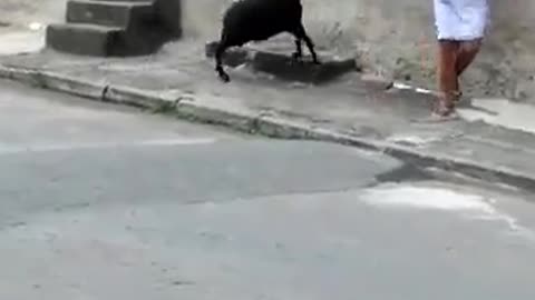 AGGRESSIVE GOAT