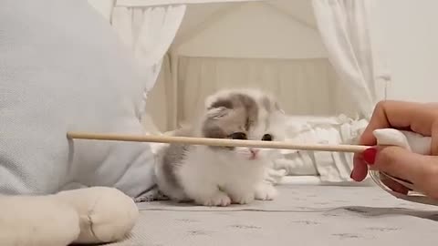 Cute short leg kitten.