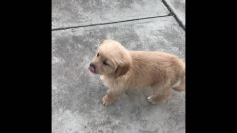 7 week old puppy checks out his new yard for the first time!