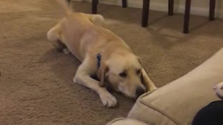 Light brown dog laying on carpet howling in living room