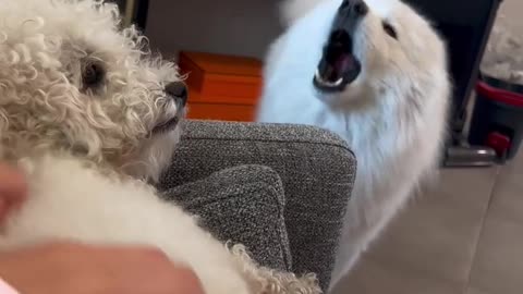 Jealous Samoyed