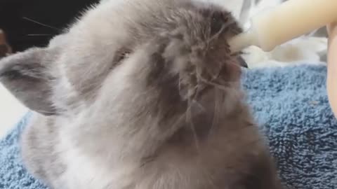 Adorable Baby Bunny Thinks Syringe Is A Carrot