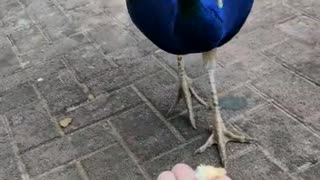 Beautiful bird eating