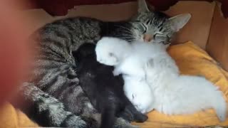 Meet The Best Mother Cat 🙀 In The World♥️