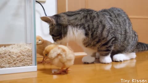 Kitten lives with a little chick