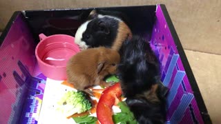 Guinea Pigs