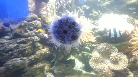 Sea urchin stuck to glass.