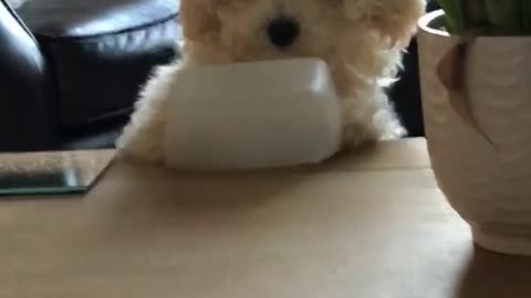 Dog flips over tupperware