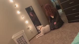 This bewildered pup gets confused by his reflection in the mirror