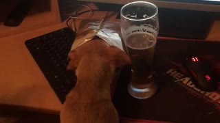 Little dog drink beer