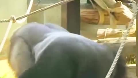 The commotion of orangutans is fun to watch