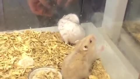 Hamster Acrobat