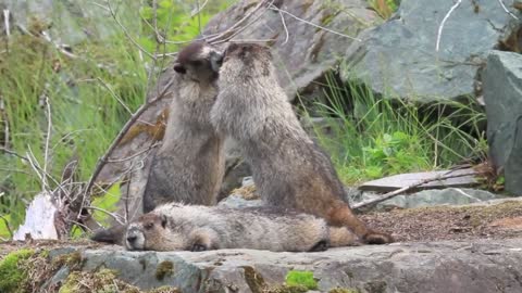 Playing and Fighting by Marmots