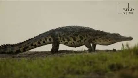 Interesting facts about Nile crocodile by weird square_Cut.mp4