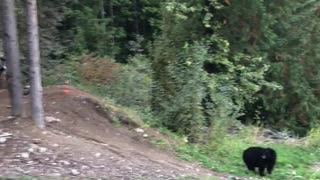 Mountain Bike Jumps Bear