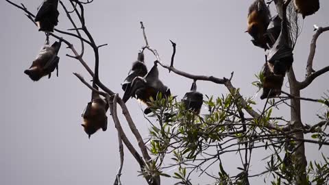 bats on the tree