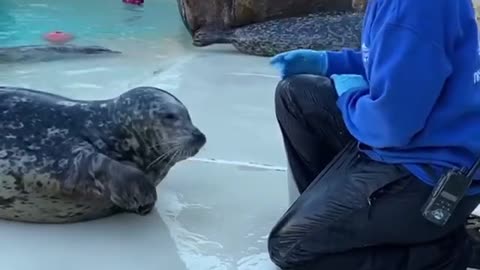 Seal Learn To Dab