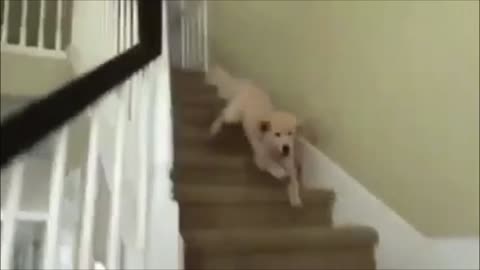 Kelly Puppy can't handle stairs - Dog accident