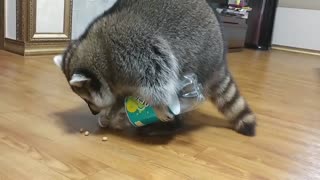 Inteligente mapache sabe como sacar comida de una botella de plástico
