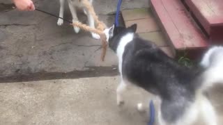 Brown husky and black husky having a tug of war battle for furry toy