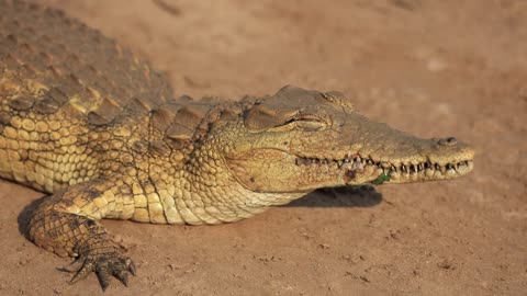 Crocodile Blinking Free Animal Videos