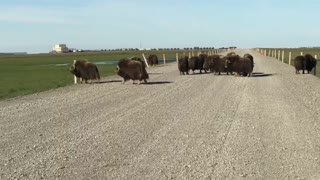 Alaskan Traffic Jam