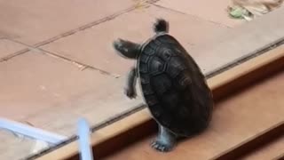 All Turtle Wants is a Cold One