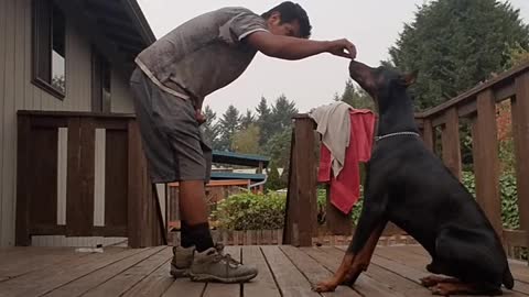 Doberman learning "stand" by deaf owner