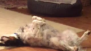 White dog laying upside down paws in the air