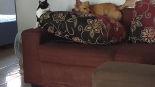 Cat and Dog Become Best Friends