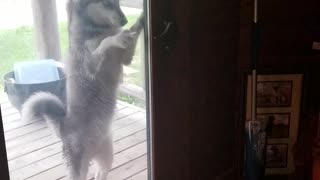 Independent husky opens front door by himself