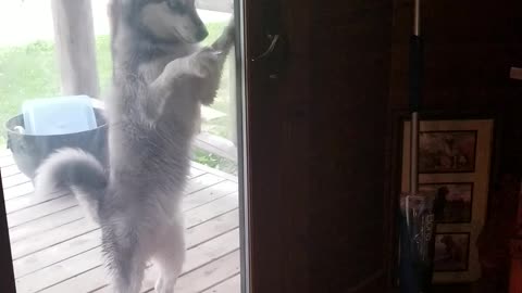 Independent husky opens front door by himself