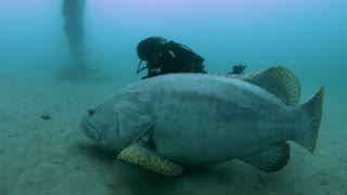 Grouper is Larger Than Diving Buddy