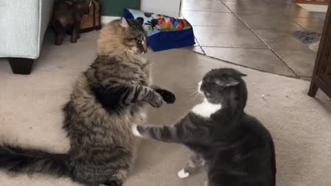 Cat Has Martial Arts Moves